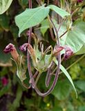 Ipomoea hederacea