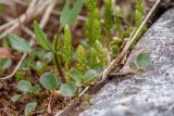 Selaginella selaginoides