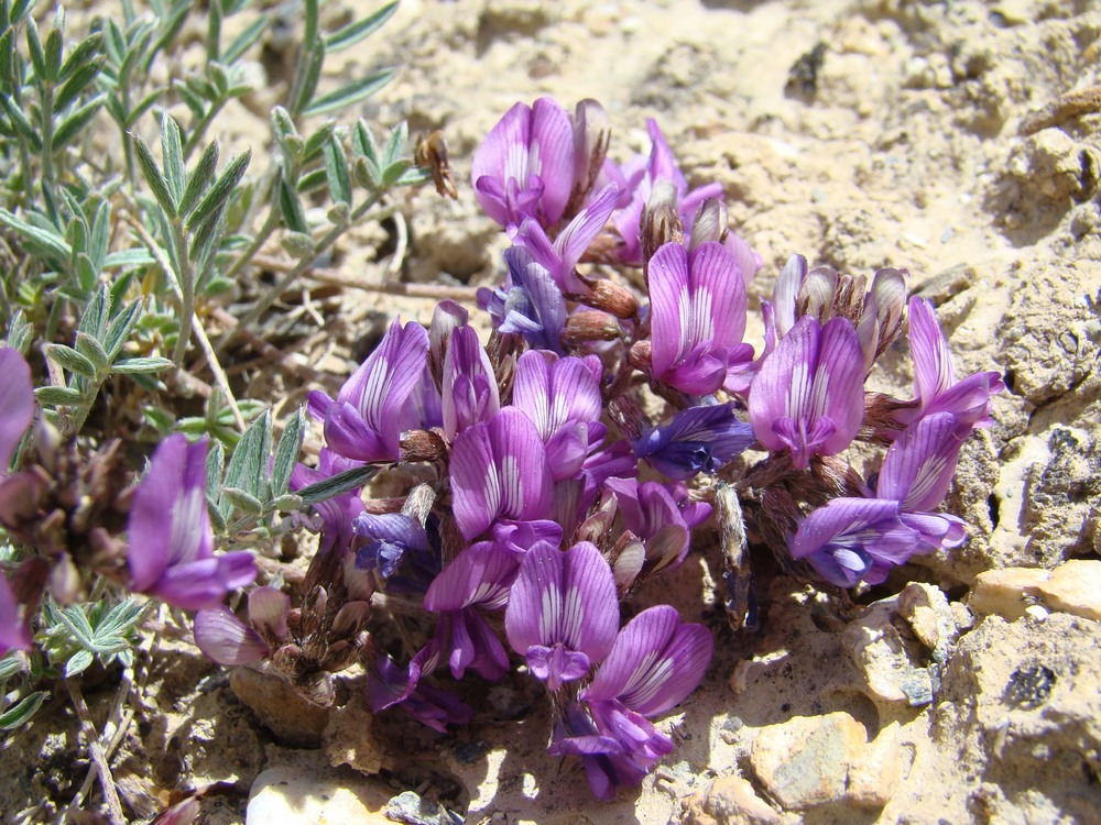 Изображение особи Astragalus dshangartensis.