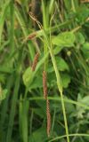 Carex cryptocarpa