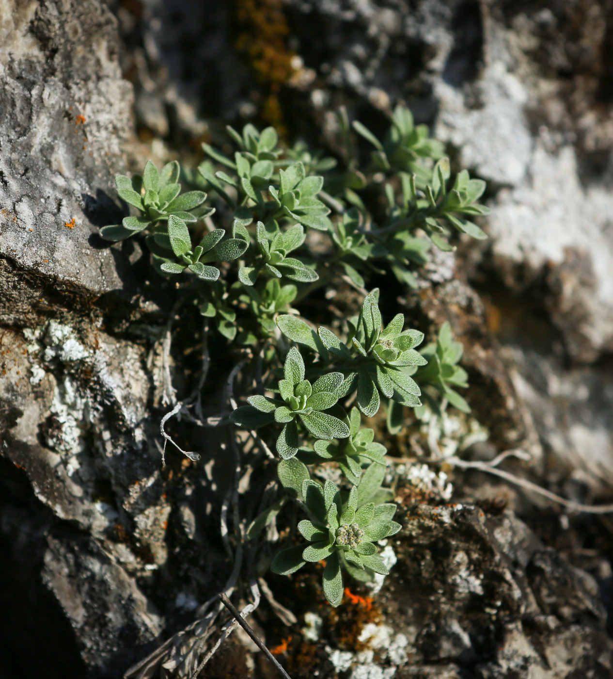 Изображение особи Schivereckia podolica.