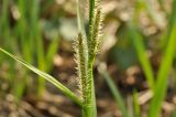 Carex dispalata