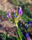 Oxytropis pseudoglandulosa. Верхушка побега с соцветием. Монголия, аймак Завхан, западные отроги хребта Хангай, ≈ 2000 м н.у.м., каменистая сухая степь. 08.06.2017.