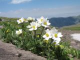 Anemonastrum protractum. Цветущее растение. Южный Казахстан, Таласский Алатау, запов. Аксу-Жабаглы, урочище Каскабулак, ≈ 3200 м н.у.м., моренные отложения. 16 июля 2017 г.