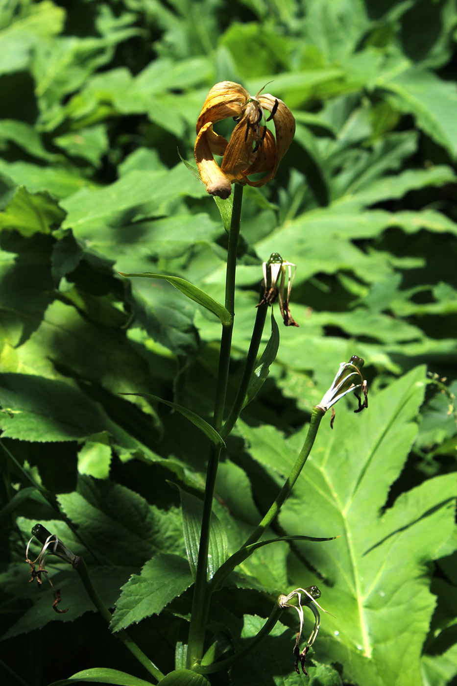 Изображение особи Lilium monadelphum.