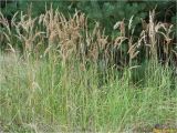 Calamagrostis epigeios