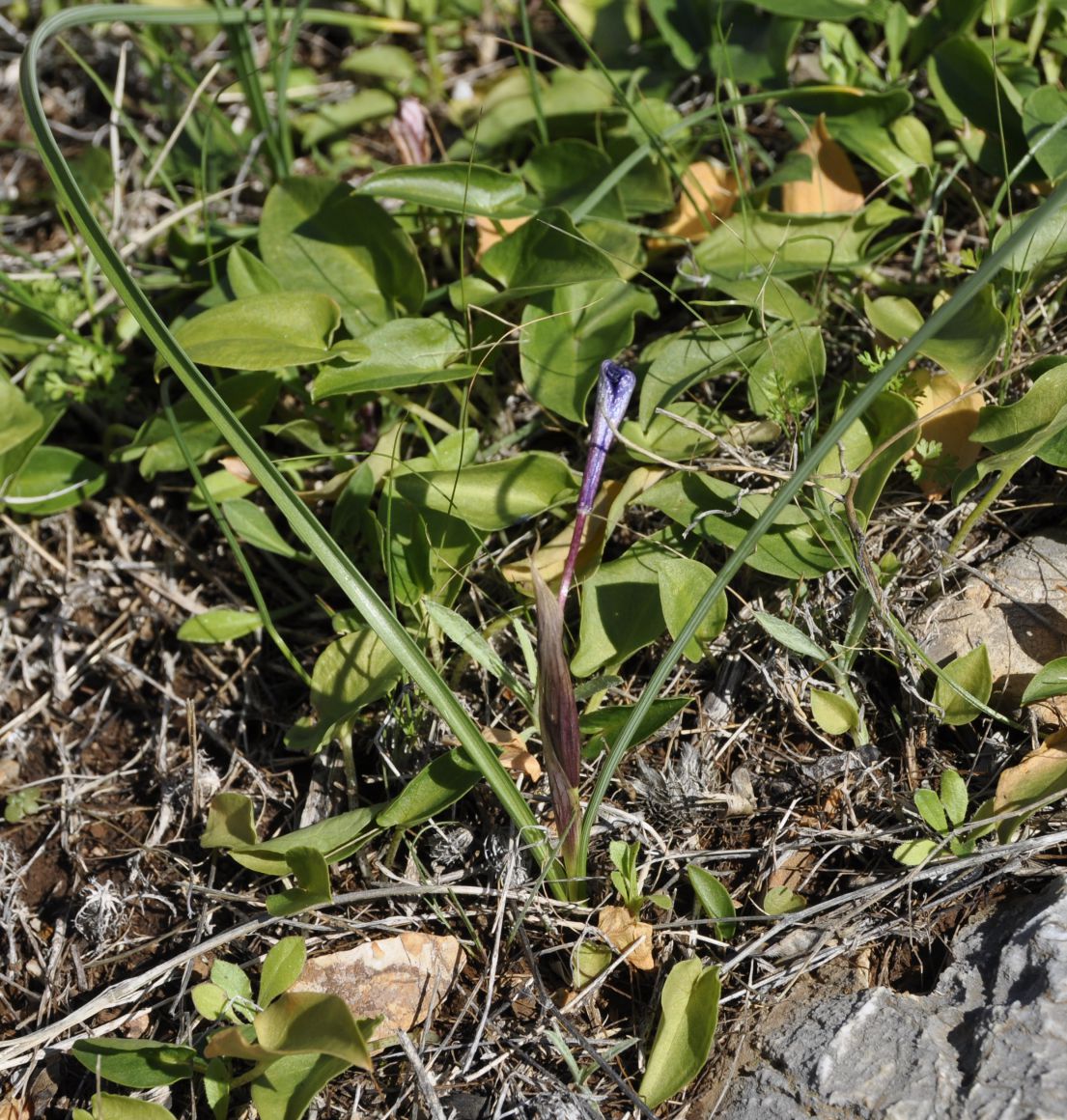 Изображение особи Moraea sisyrinchium.