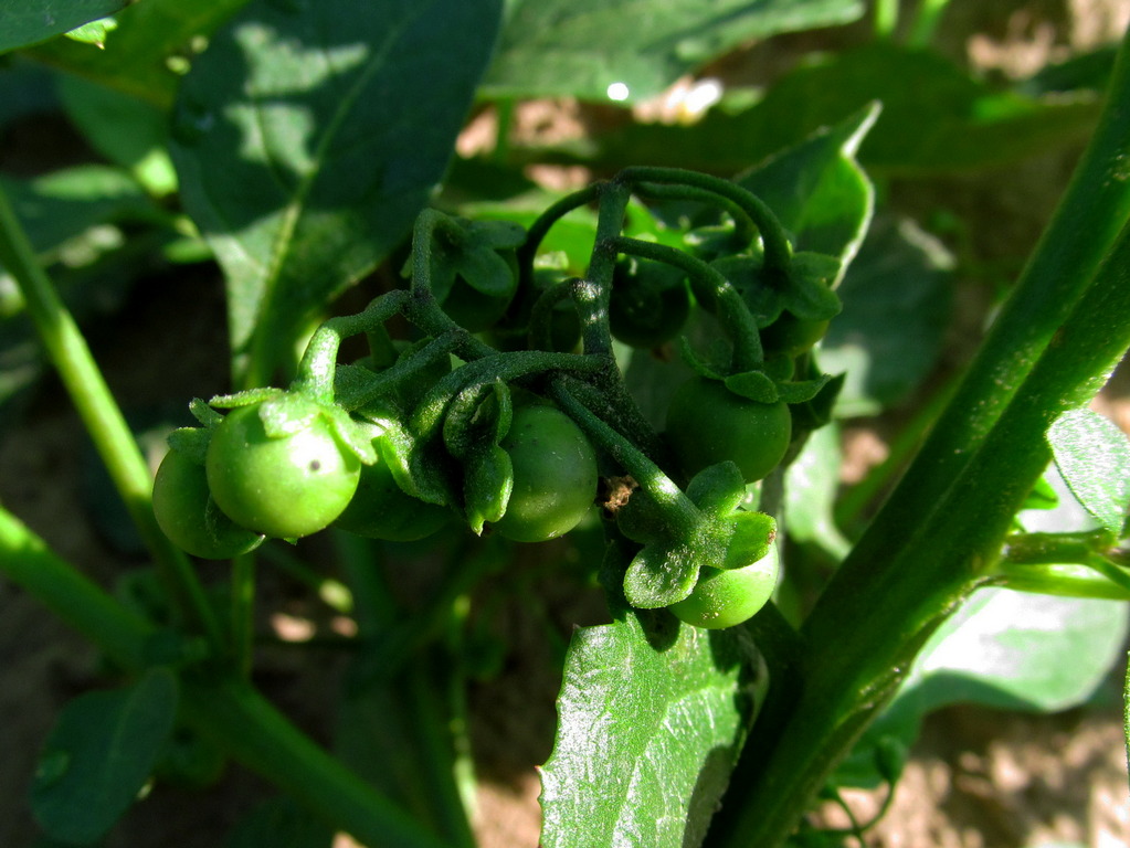 Изображение особи Solanum nigrum.