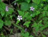 Geranium robertianum. Верхушка побега с цветком. Адыгея, окр. пос. Каменномостский, долина р. Руфабго, широколиственный лес. 03.07.2017.