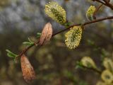 Salix phylicifolia. Ветвь цветущего мужского растения с остатками прошлогодних листьев. Мурманская обл., Североморский р-н, окр. пос. Росляково. 19.05.2010.