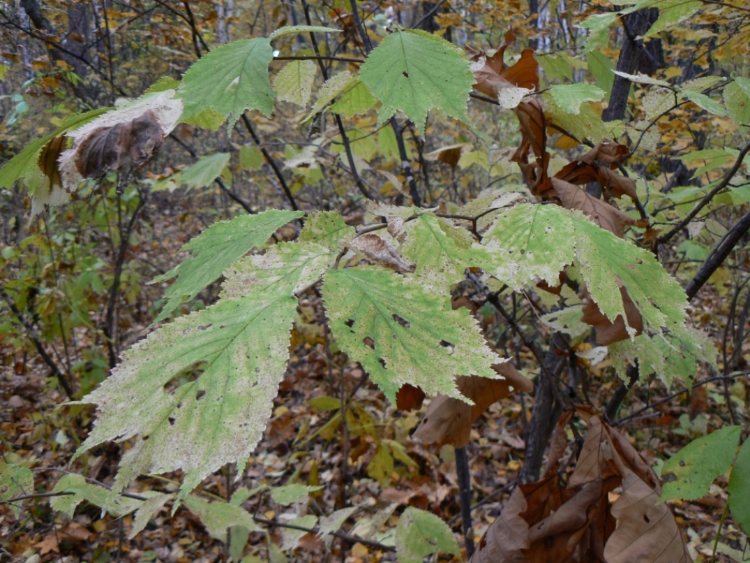 Изображение особи Ulmus laciniata.