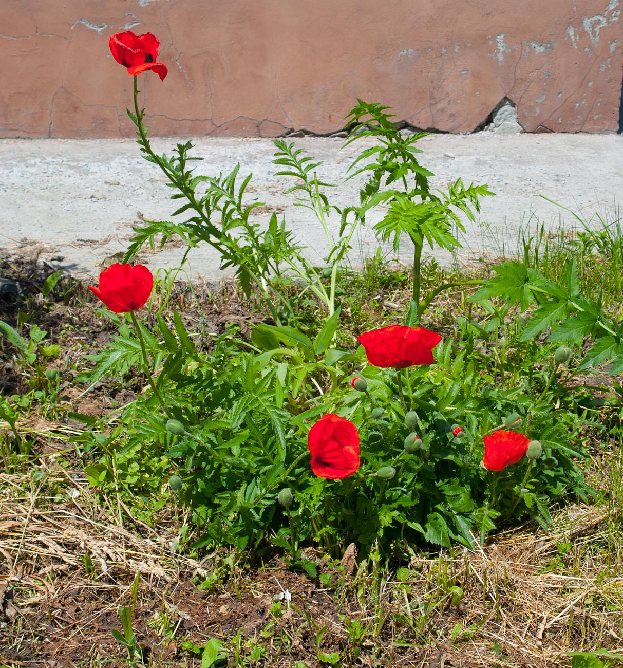 Изображение особи Papaver orientale.