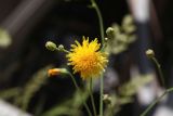 Sonchus arvensis ssp. uliginosus