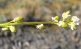 Cochlearia arctica. Верхушка побега с плодами. Чукотка, Чаунский р-н, г. Певек, на насыпи в зеленой зоне между микрор-нами. 20.06.2018.