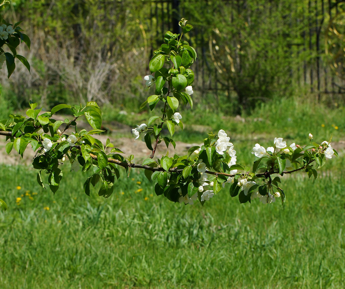 Изображение особи Malus prunifolia.