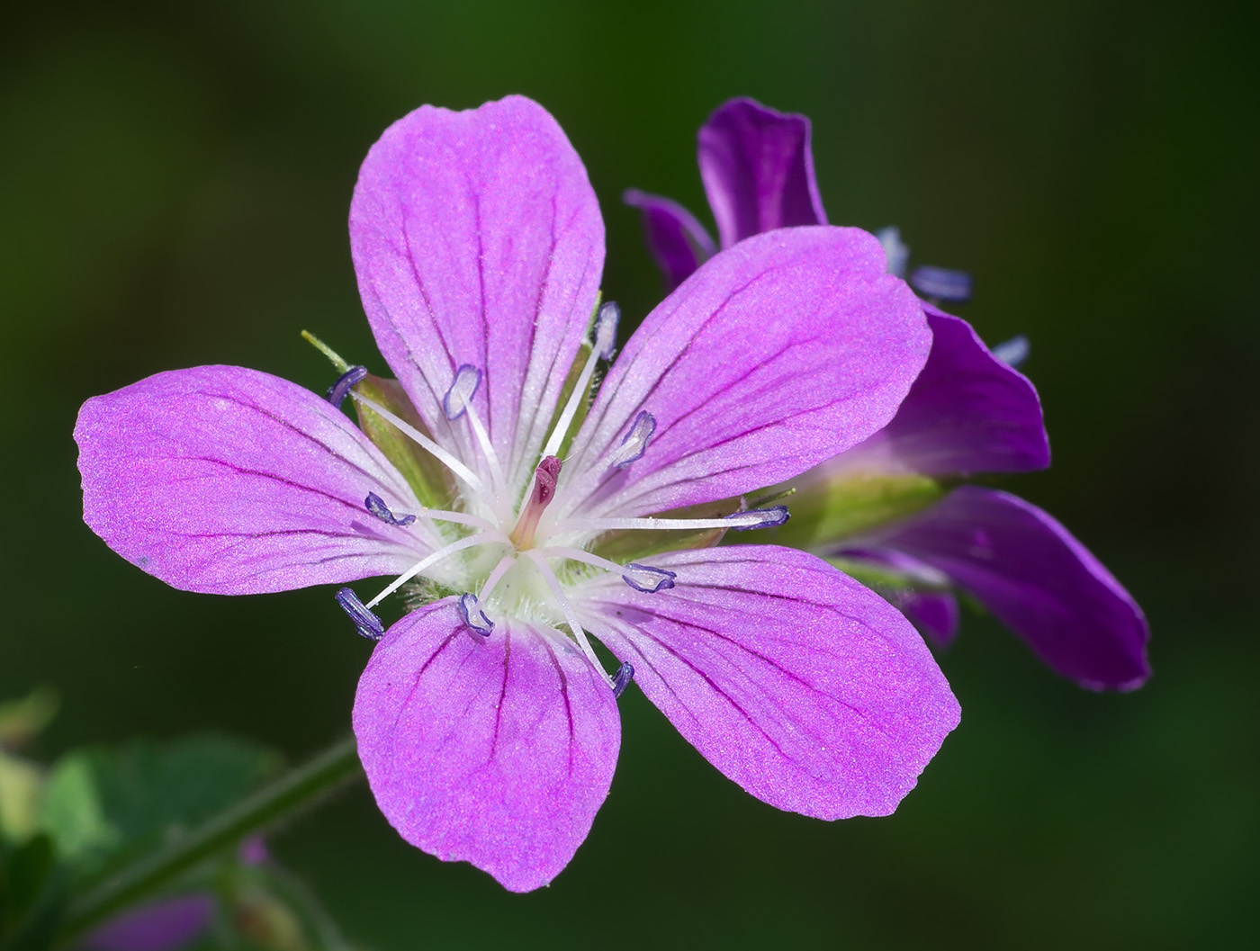 Изображение особи Geranium sylvaticum.