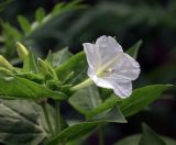 Mirabilis jalapa