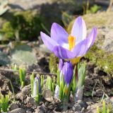 Crocus sieberi подвид sublimis