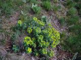 Euphorbia tianschanica