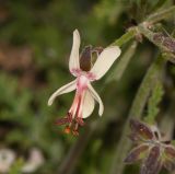 Pelargonium laxum