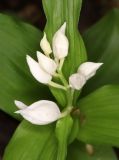 Cephalanthera caucasica. Соцветие. Дагестан, Табасаранский р-н, окр. с. Татиль, буковый лес. 8 мая 2022 г.