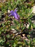 Campanula chamissonis. Цветущее растение. Магаданская обл., окр. г. Магадан, п-ов Старицкого, кустарничково-лишайниковая горная тундра. 10.07.2012.