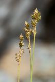 Carex canescens