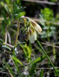 Onosma simplicissima