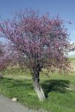 genus Cercis. Цветущее растение. Таджикистан, юго-западная оконечность гор Рангон, на обочине дороги Душанбе - Курган-Тюбе. 17.04.2011.