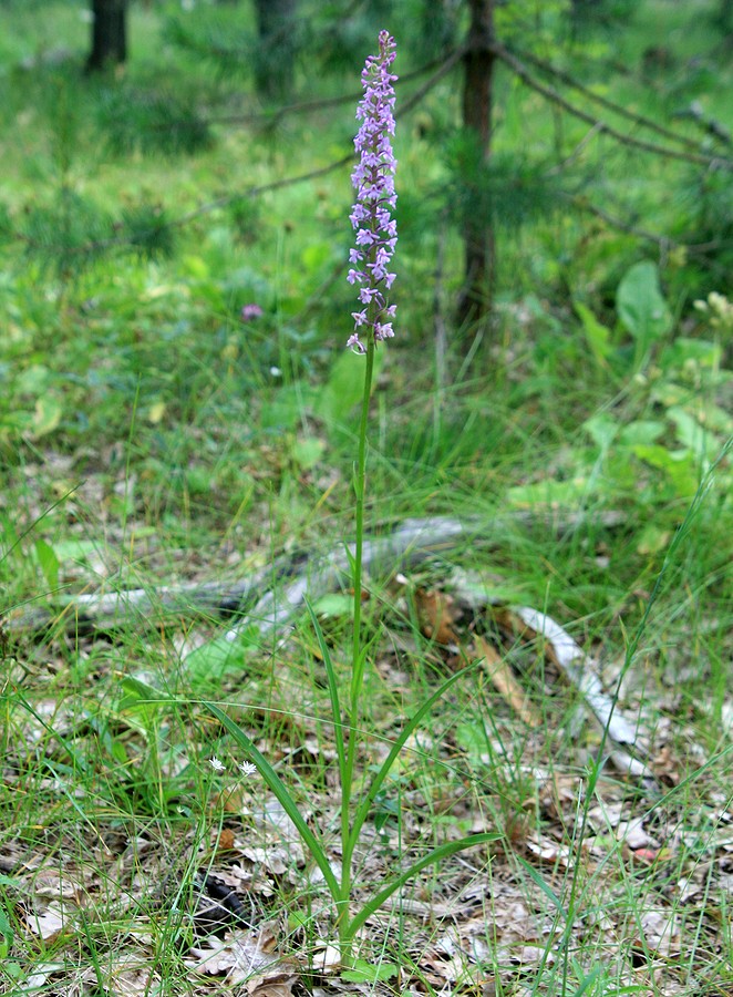 Изображение особи Gymnadenia conopsea.