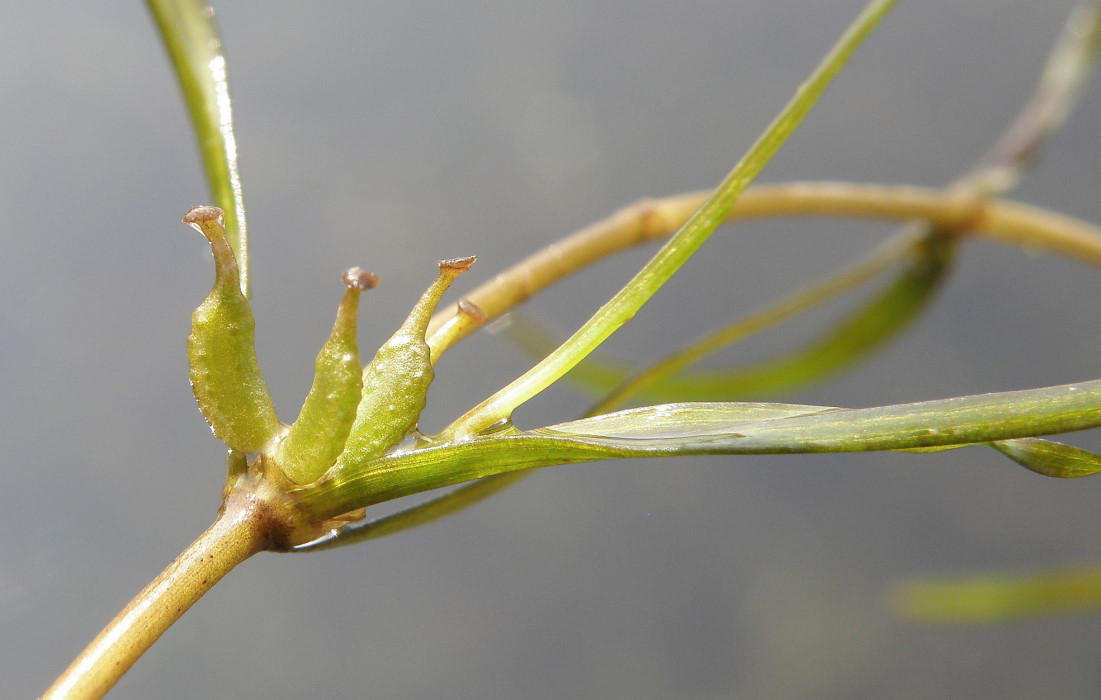 Изображение особи Zannichellia major.