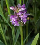 Dactylorhiza baltica