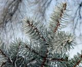 Picea pungens