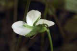 Viola pumila