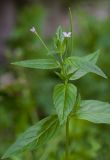 Epilobium adenocaulon