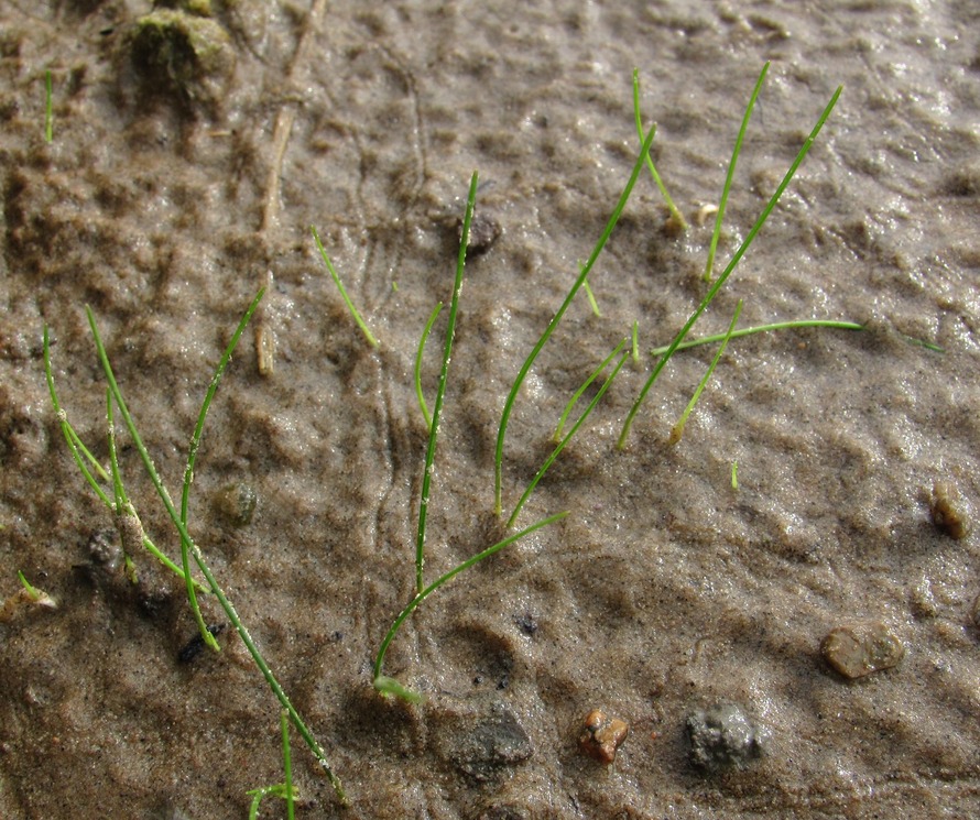 Изображение особи Eleocharis acicularis.