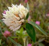 Trifolium pratense