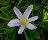 Colchicum autumnale. Цветок. Украина, Ивано-Франковская обл., Косовский р-н, с. Шешоры, НПП \"Гуцульщина\", луг. 8 сентября 2013 г.