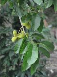 Sterculia guttata. Верхушка ветви с незрелыми плодами. Таиланд, остров Тао. 26.06.2013.