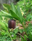 Fritillaria latifolia