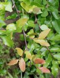 Nothofagus obliqua. Ветка с молодыми листьями. Германия, г. Дюссельдорф, Ботанический сад университета. 04.05.2014.