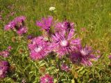 Centaurea trichocephala. Верхушка цветущего растения. Тамбовская обл., Петровский р-н, окр. ур. Садовый, луг. 27.07.2014.