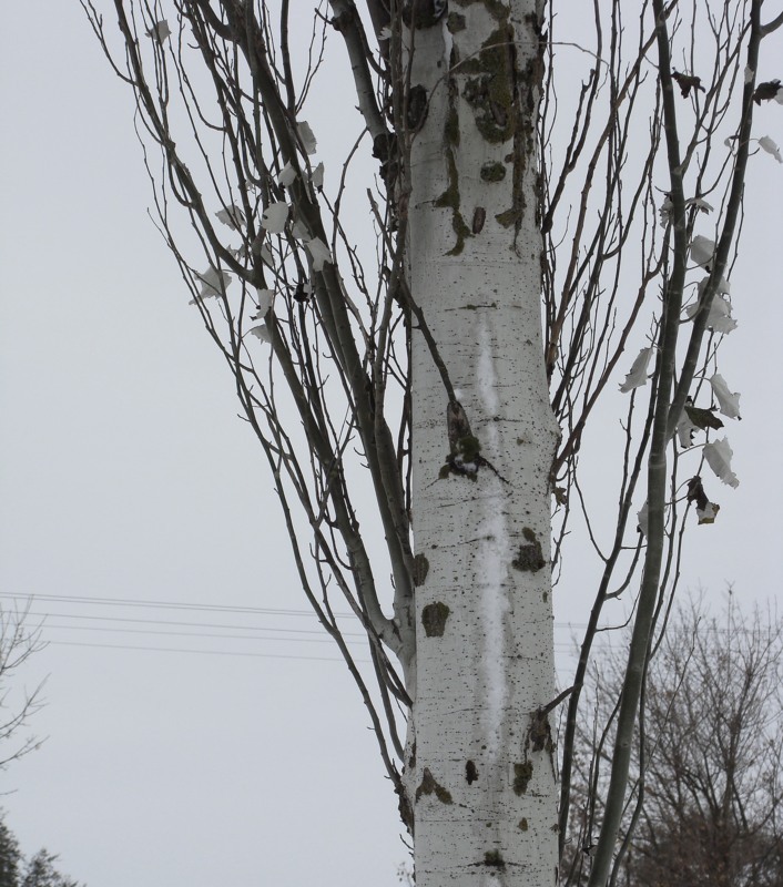 Изображение особи Populus alba.