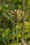 Lychnis chalcedonica