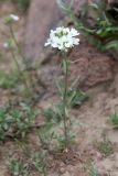 Erysimum cyaneum