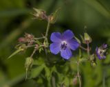 Geranium pratense