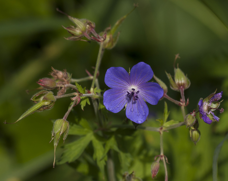 Изображение особи Geranium pratense.