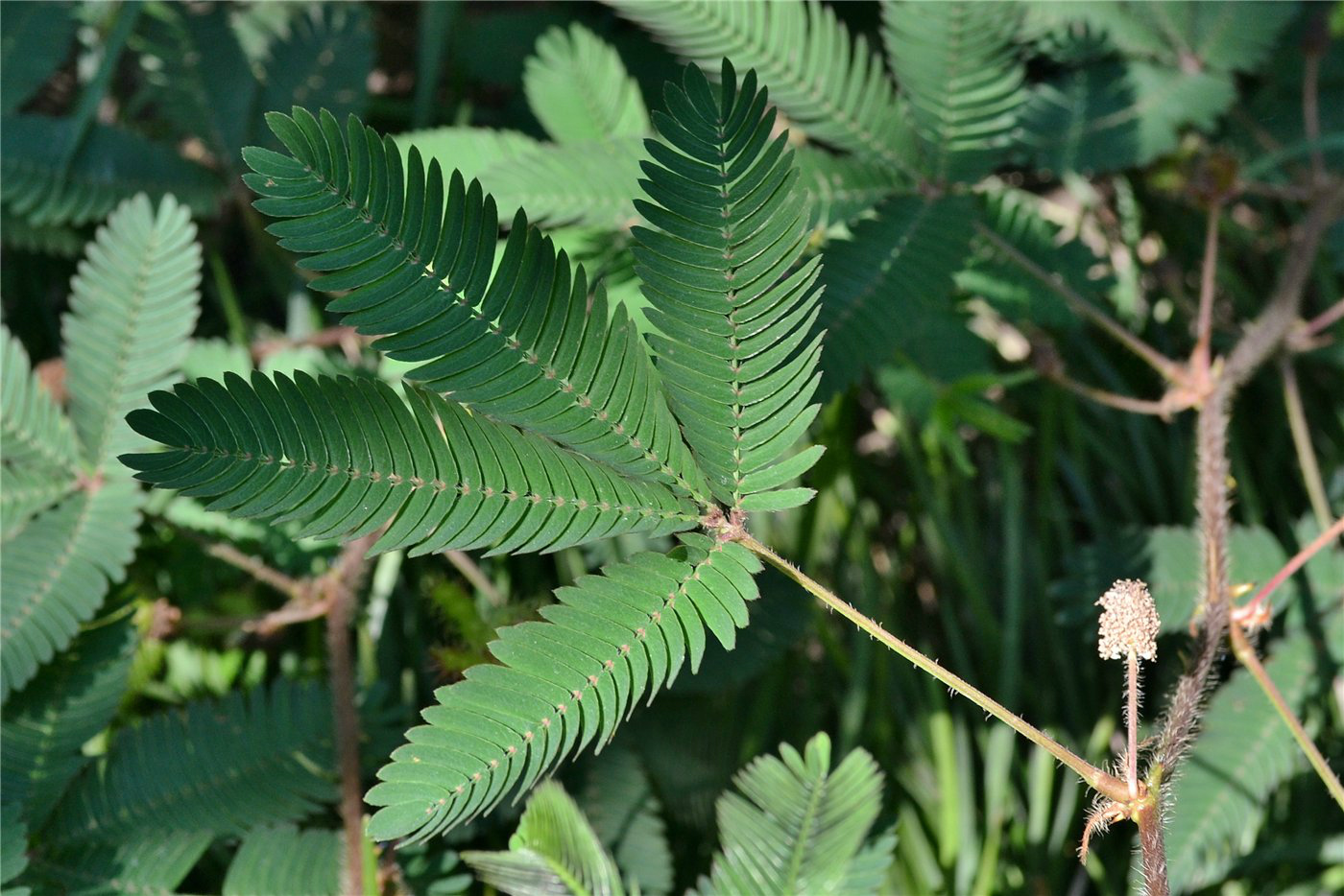 Изображение особи Mimosa pudica.