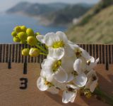 Crambe koktebelica