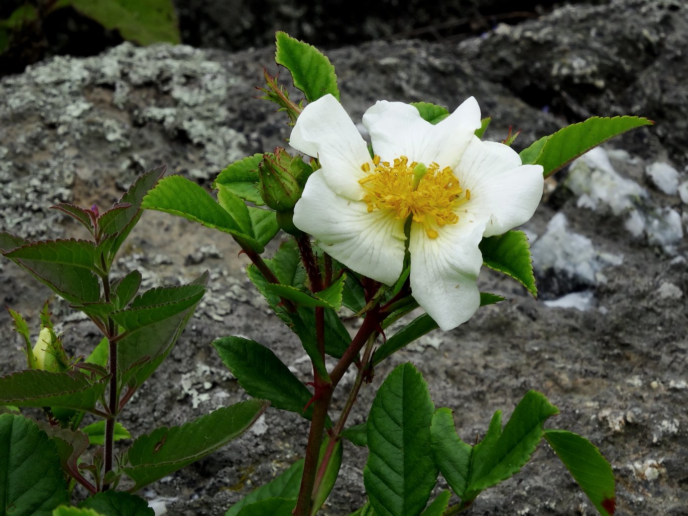 Изображение особи Rosa maximowicziana.